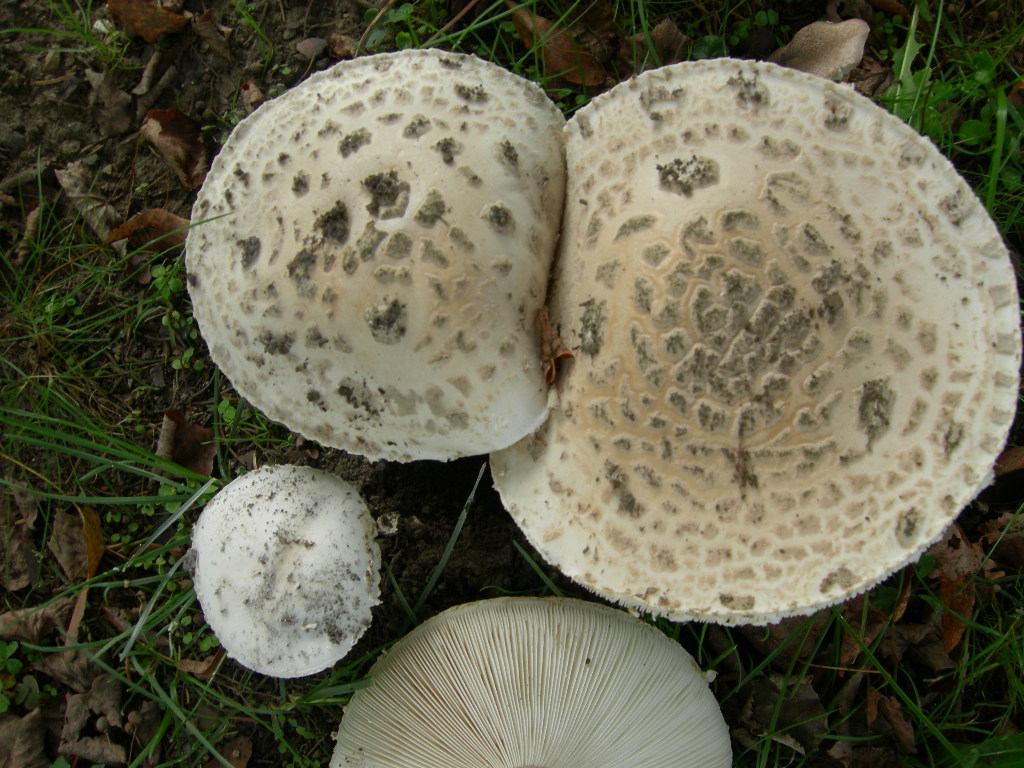 funghi a lamelle da determinare